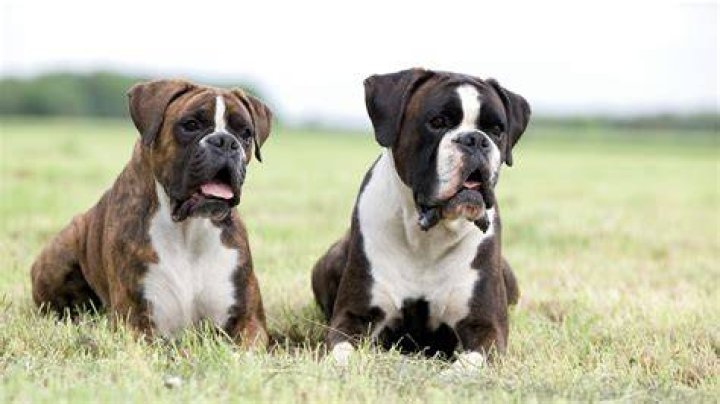 Do boxers bulk?