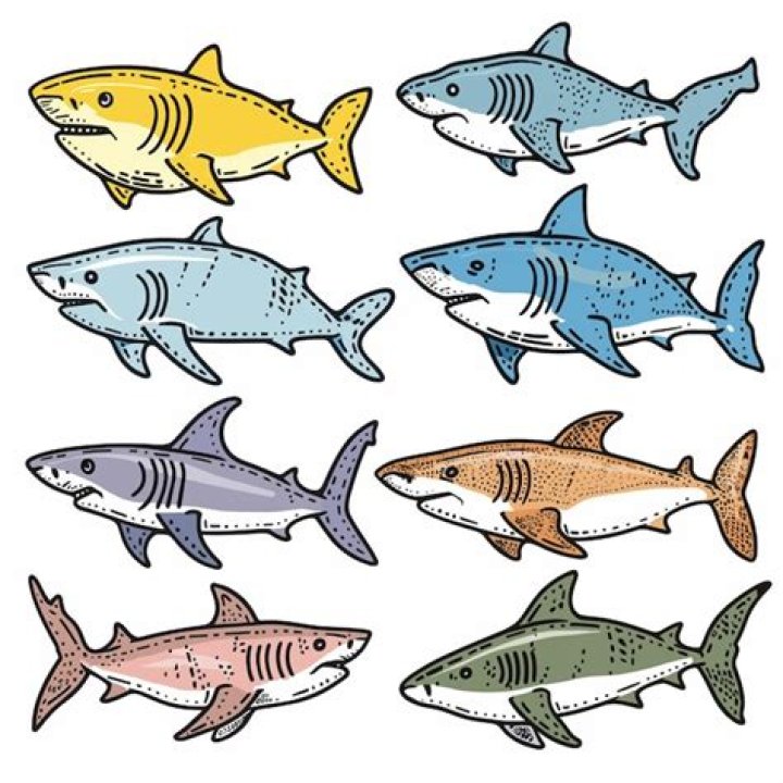 Do bright colors attract sharks?