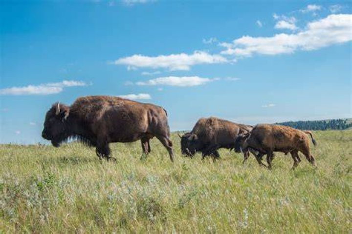 Do buffalo still roam?