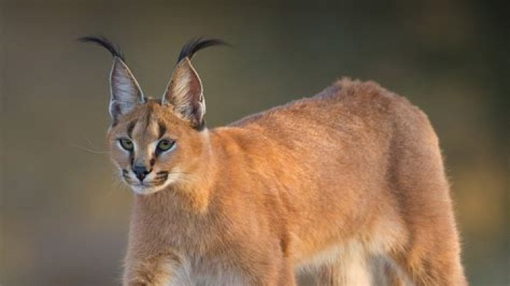 Do caracals meow?
