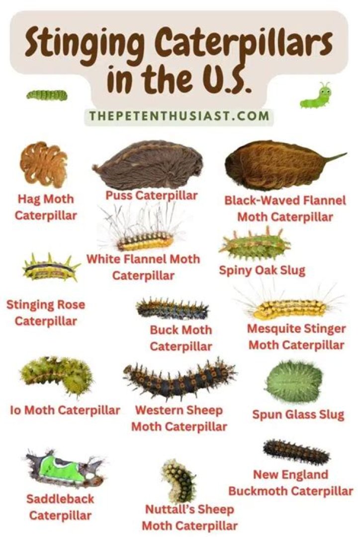 Do caterpillars bite humans?