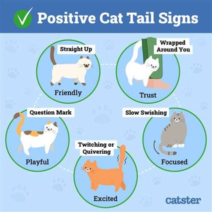 Do cats have PTSD?