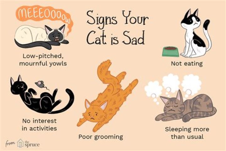 Do cats know when you are sad?