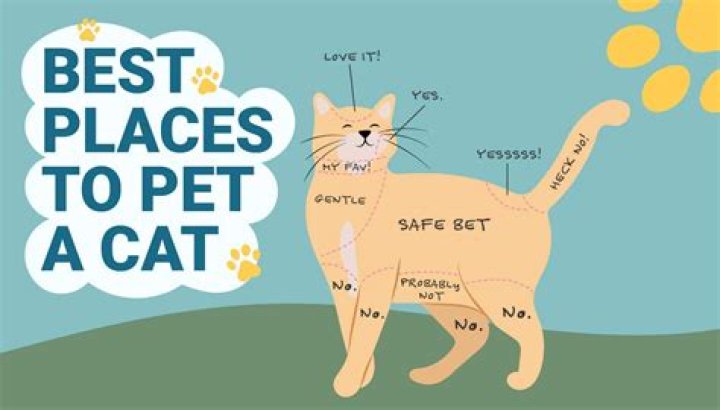 Do cats know you kiss them?