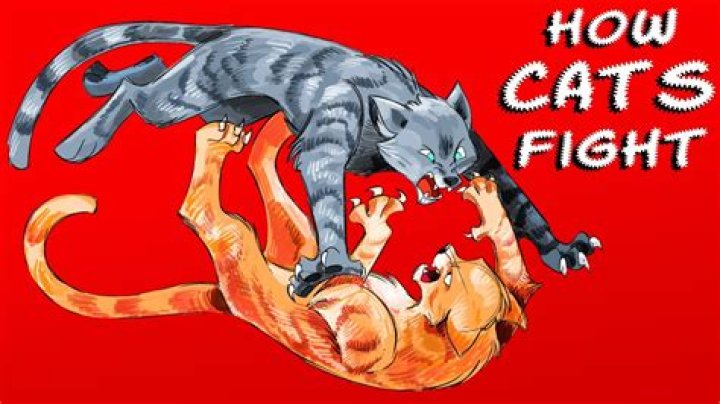Do cats meow when fighting?