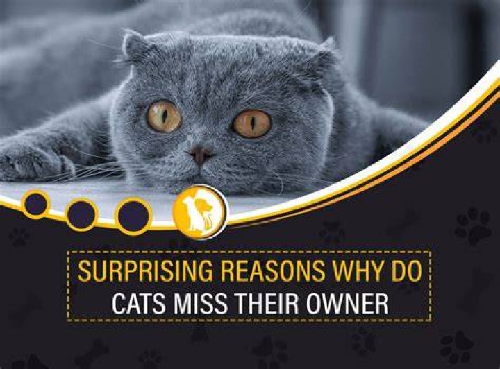 Do cats miss their owners when rehomed?