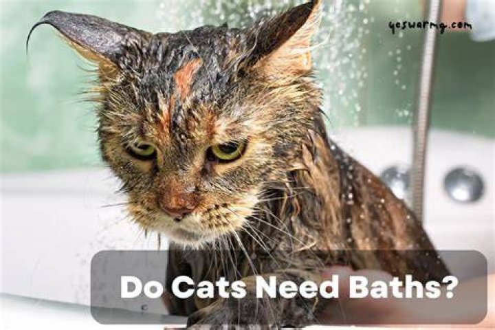 Do cats need a bath?