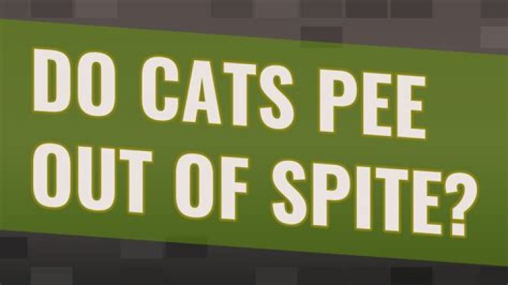 Do cats pee out of spite?
