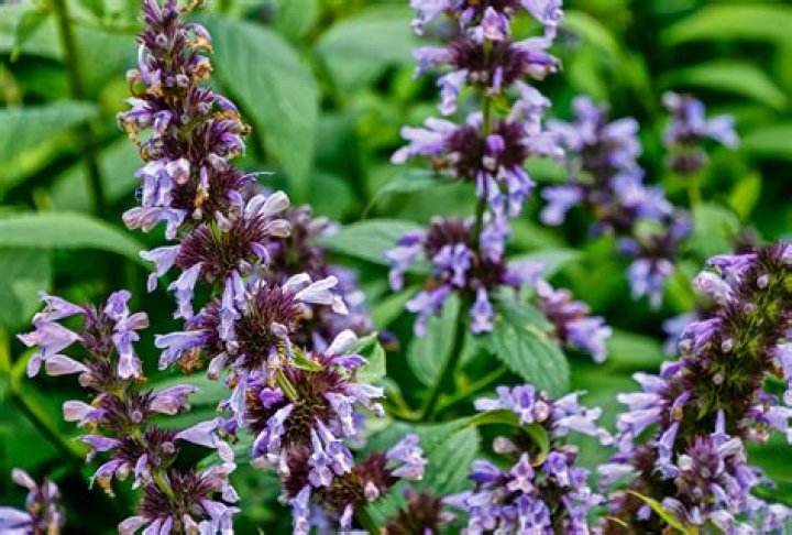 Do cats react to catmint?