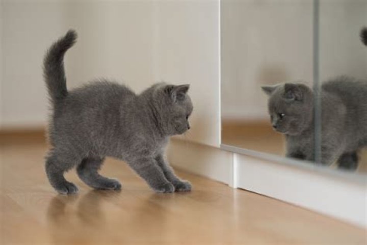 Do cats recognize themselves in the mirror?