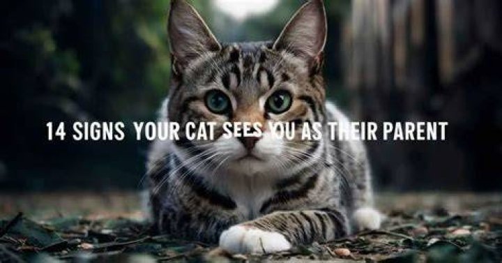 Do cats see us as parents?
