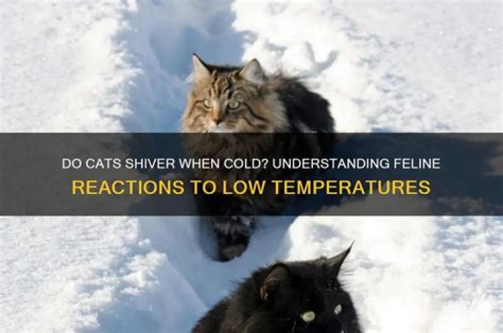 Do cats shiver when cold?