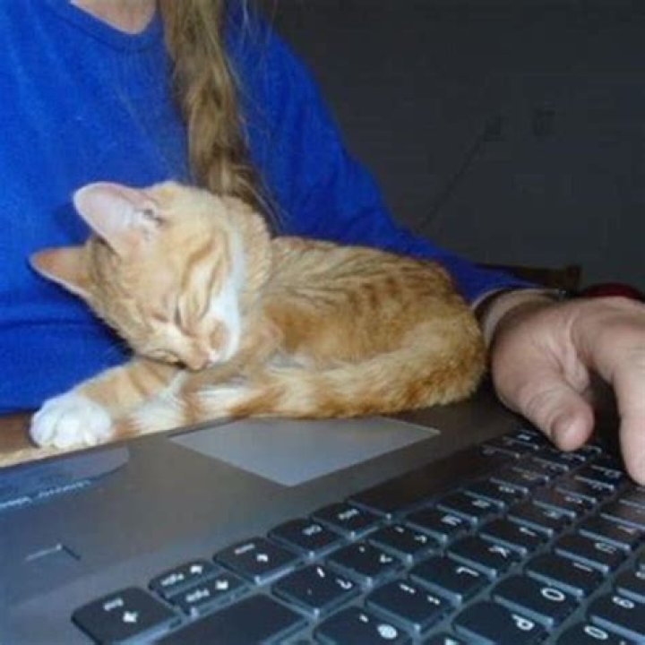 Do cats understand the word no?