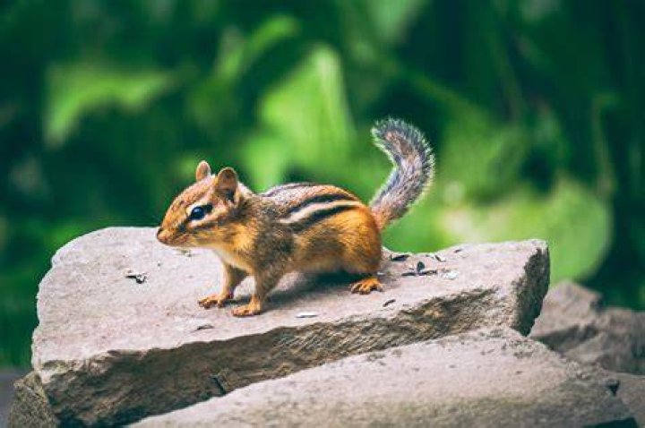Do chipmunks recognize humans?