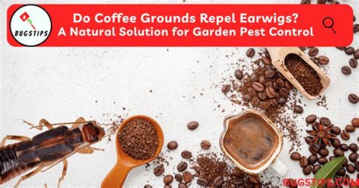 Do coffee grounds repel earwigs?