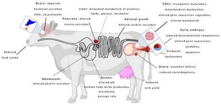 Do cows make noise when mating?