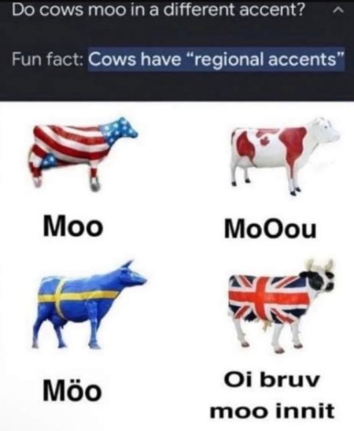 Do cows really say moo?