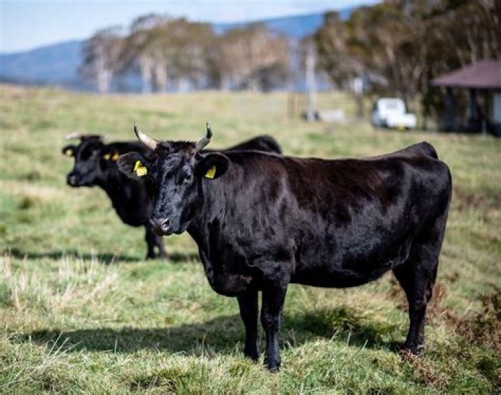 Do cows roar?