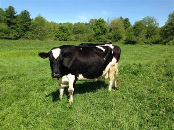 Do cows sleep standing up?