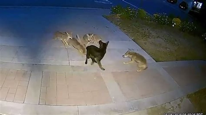 Do coyotes attack dogs being walked?