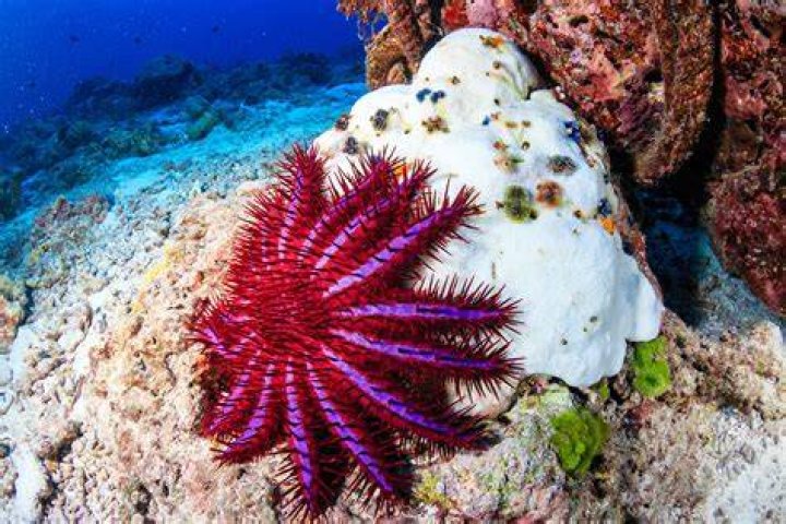 Do crown-of-thorns starfish cause coral bleaching?
