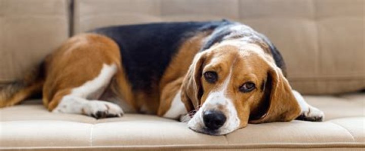 Do dogs forgive you if you yell at them?