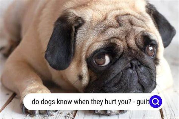Do dogs know when they hurt you?