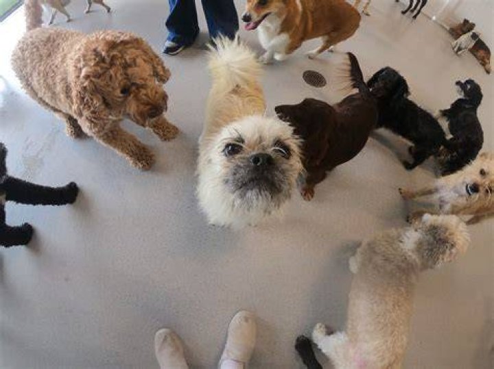 Do dogs know you kiss them?