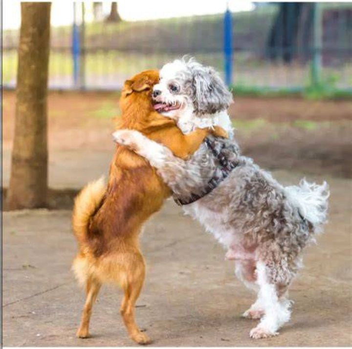Do dogs like being hugged?