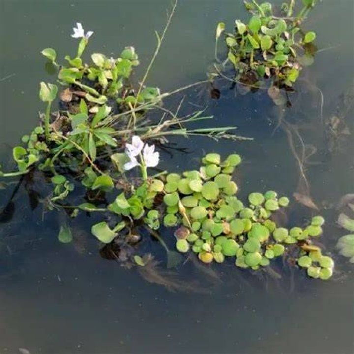 Do ducks eat Frogbit?