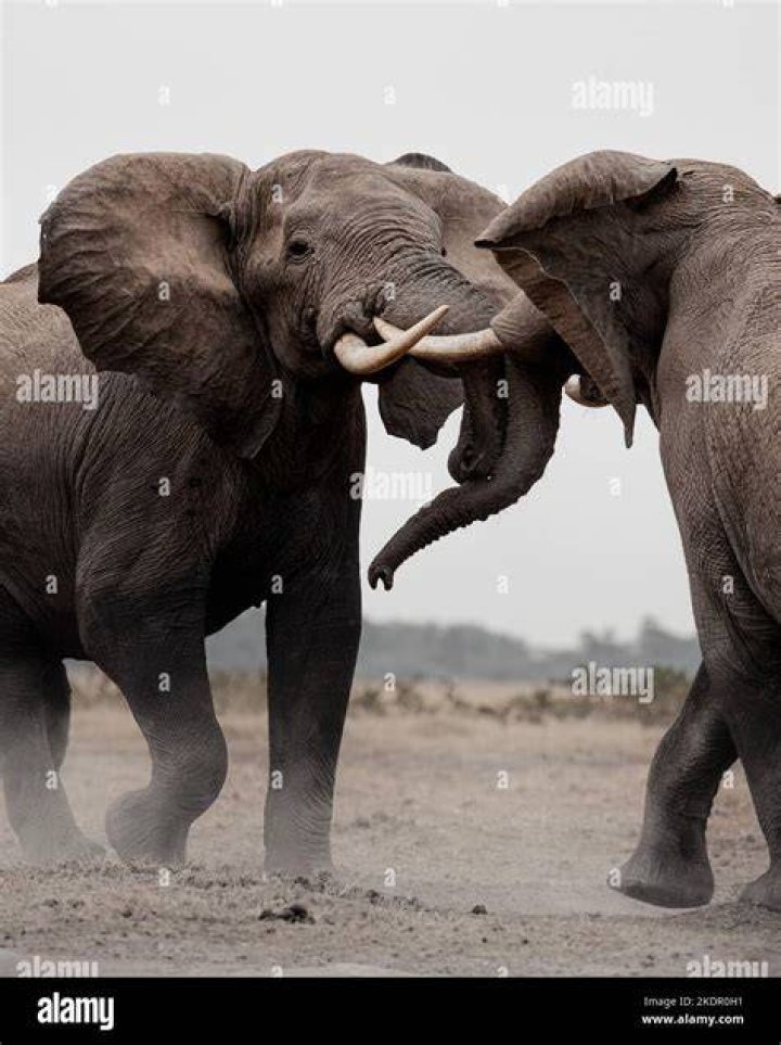 Do elephants hate chillies?