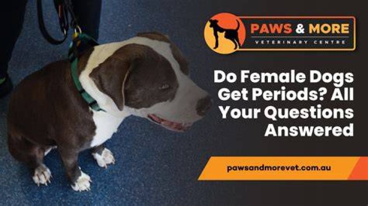 Do female dogs wear pads?