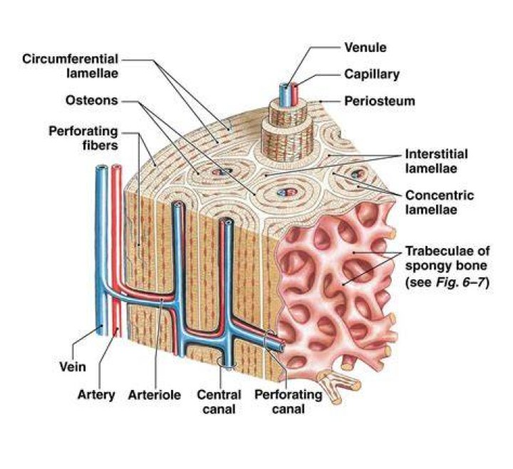 Do flat bones have periosteum?