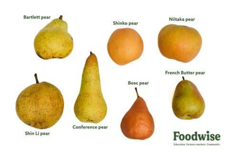 Do fruit bats eat pears?