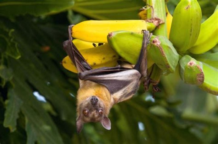 Do fruit bats eat upside down?