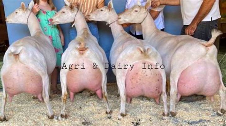 Do goats give birth to twins?