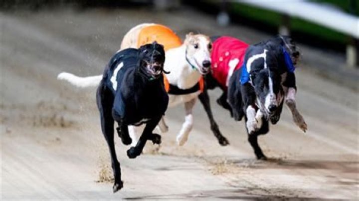 Do greyhounds ever catch the rabbit?