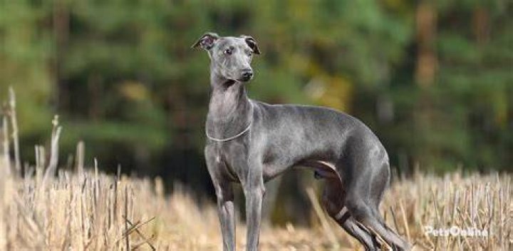 Do greyhounds get along with rabbits?
