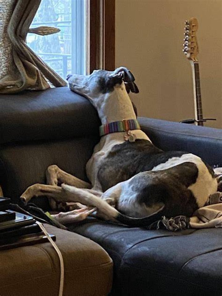 Do greyhounds wag their tails?