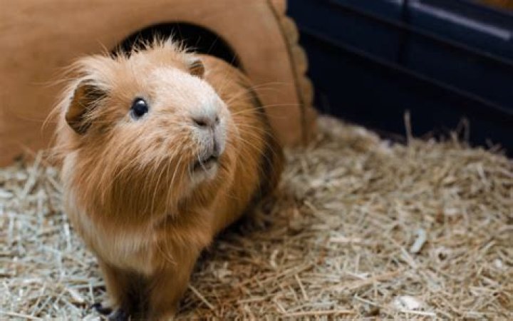 Do guinea pigs squeak when hungry?
