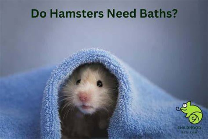 Do hamsters need baths?