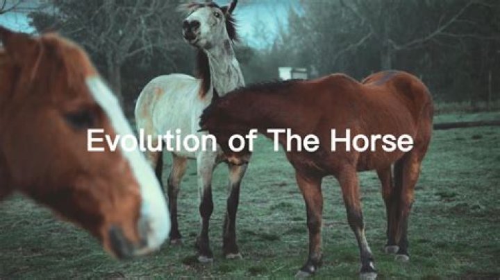 Do horses become attached to humans?