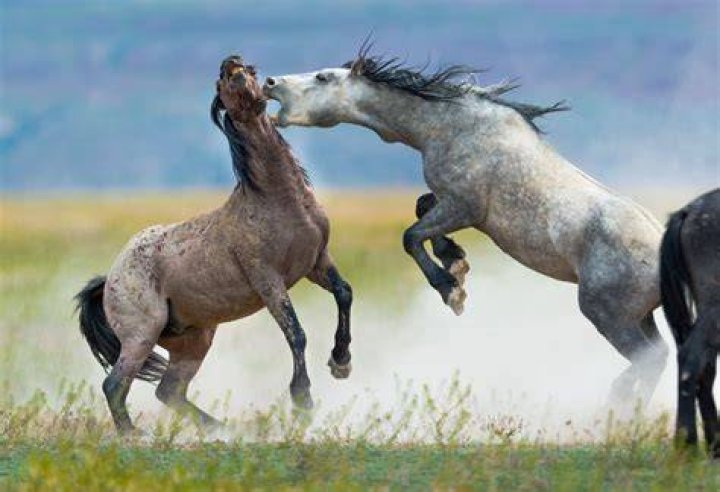 Do horses fight each other?