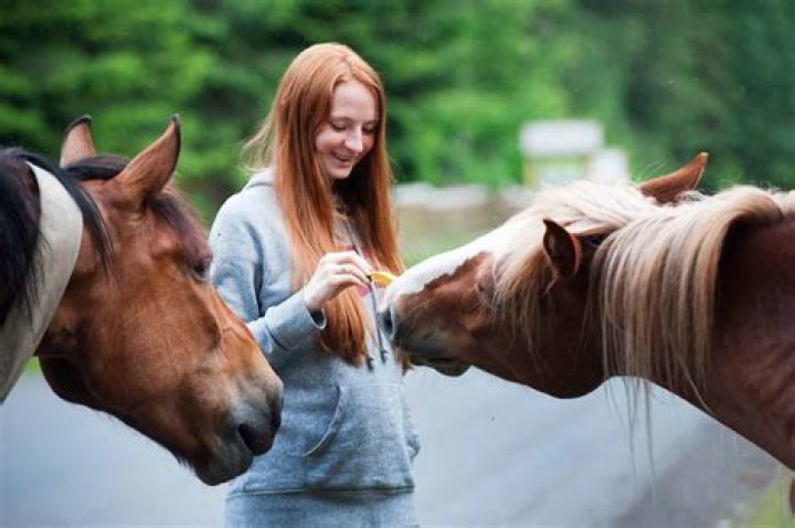 Do horses have a favorite person?