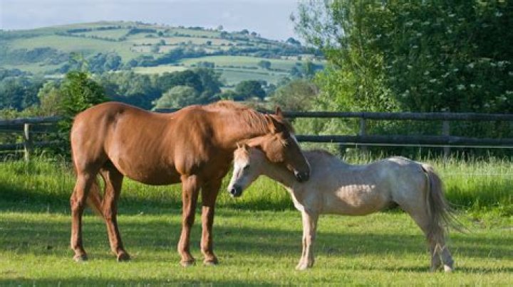 Do horses kiss other horses?