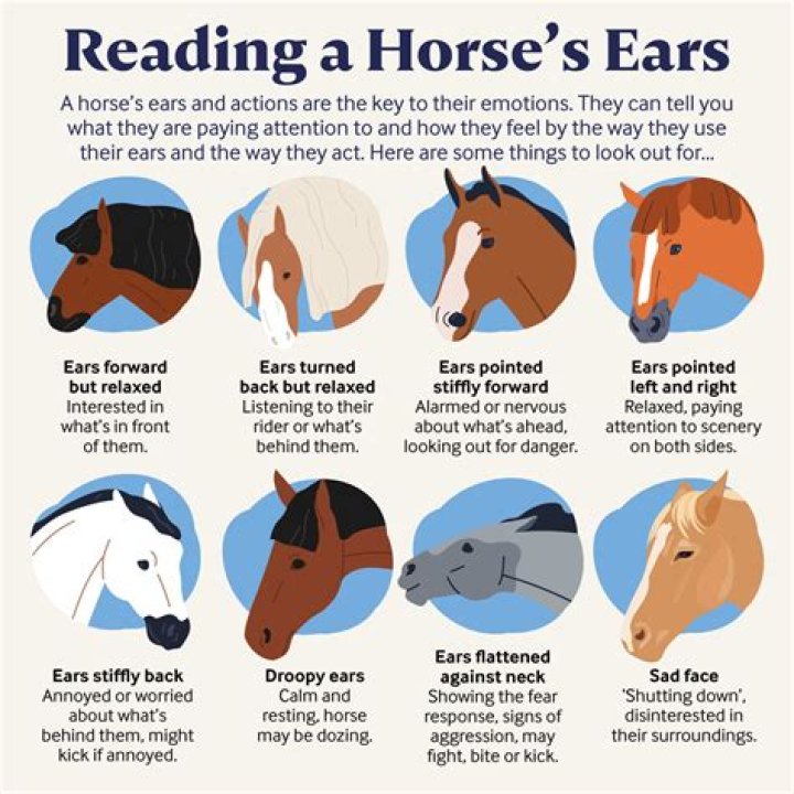 Do horses know what you are saying?