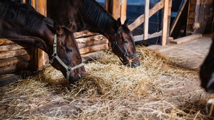 Do horses lie down to rest?