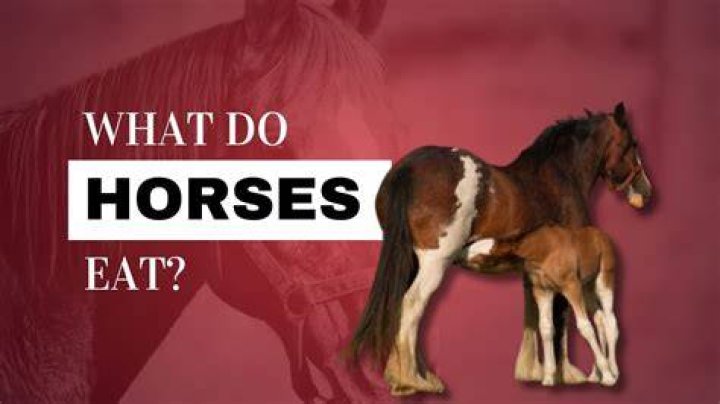Do horses like carrying humans?