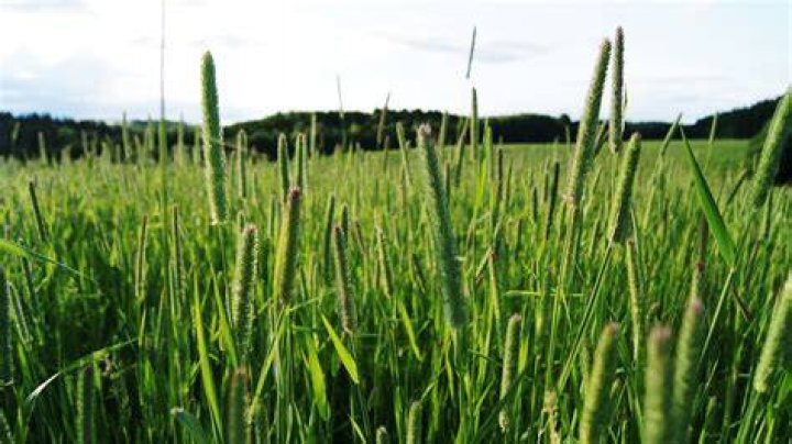 Do horses like timothy grass?