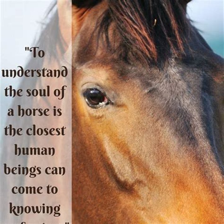 Do horses like to be rubbed?